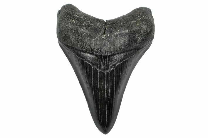 Fossil Megalodon Tooth - South Carolina #344639